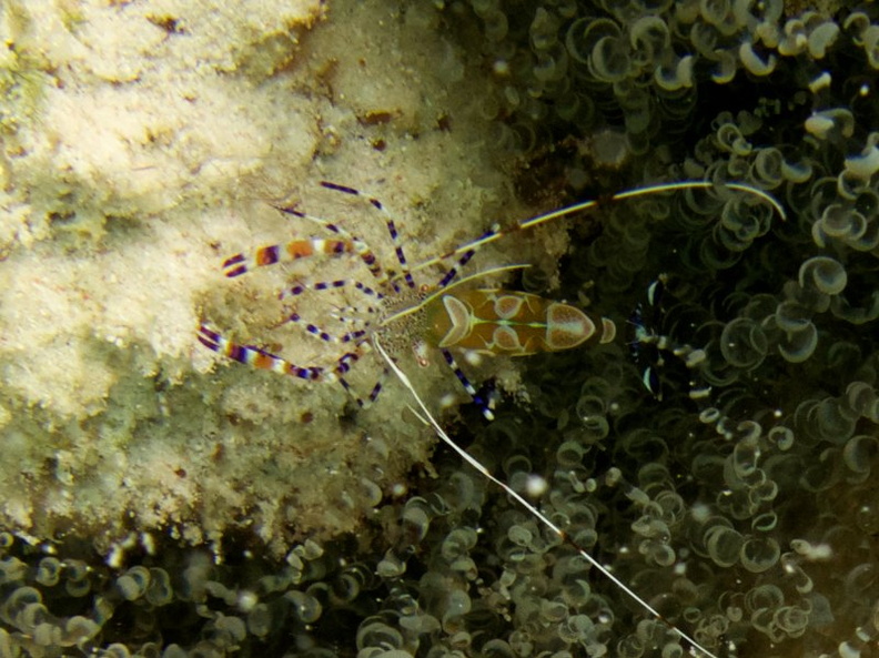 Spotted Cleaner Shrimp IMG_5634.jpg